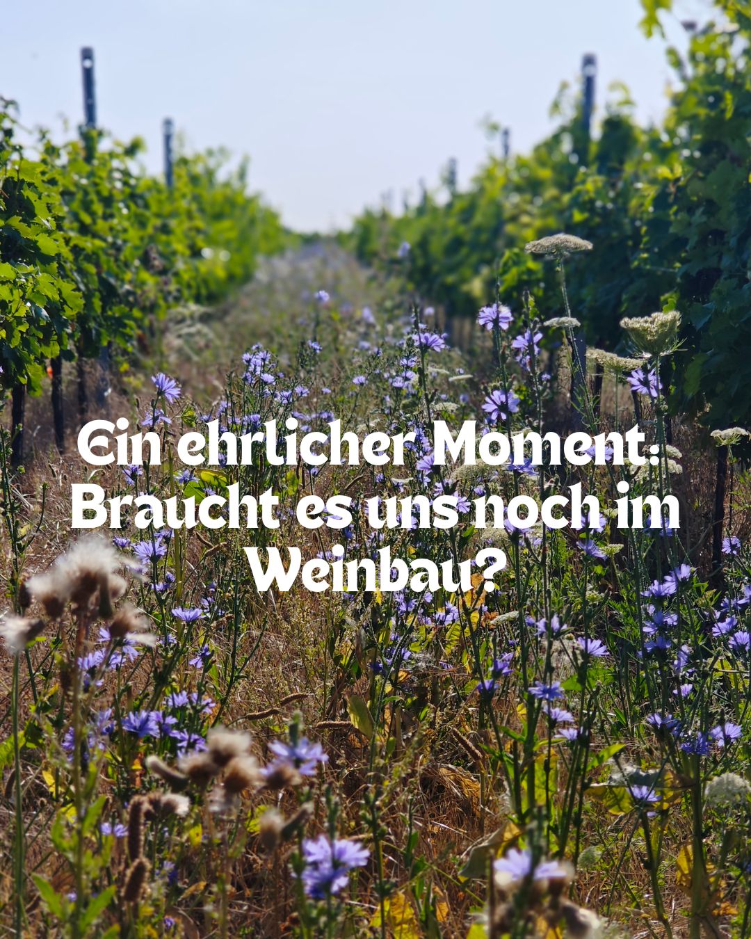 Ein ehrlicher Moment: Braucht es uns noch im Weinbau?