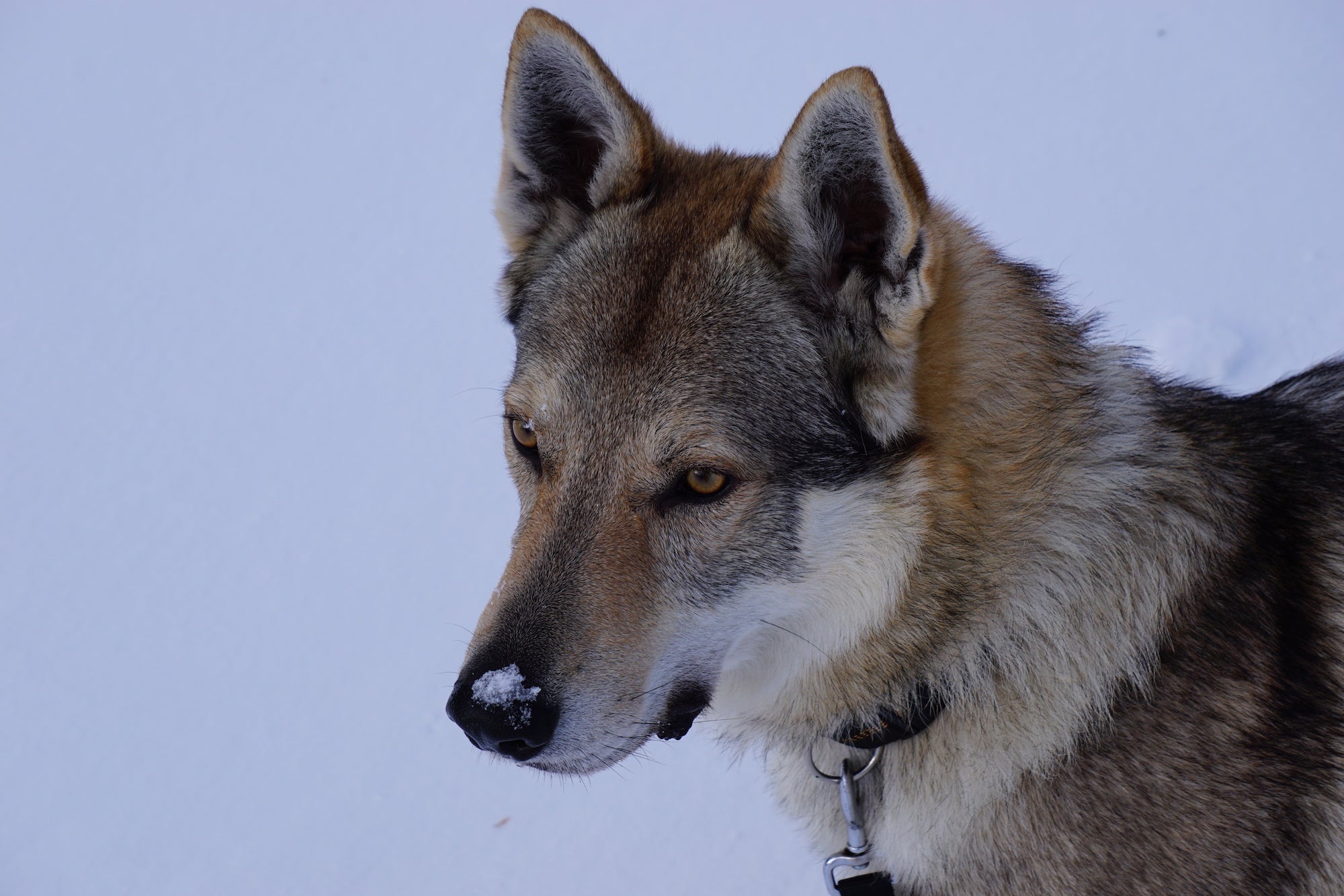 Lupus Wolfshund