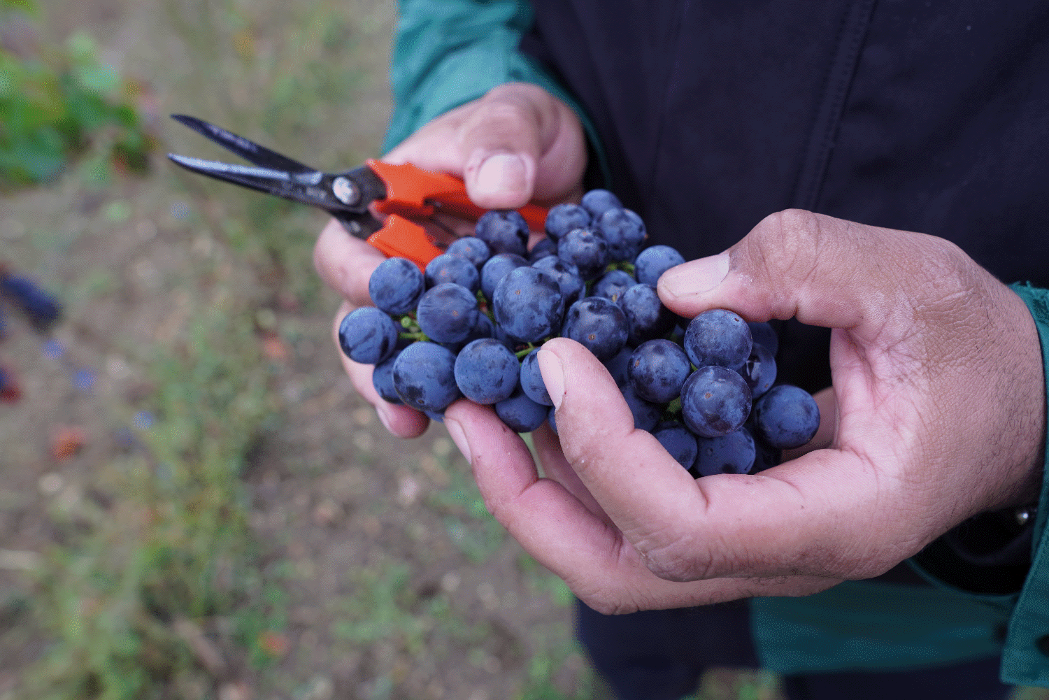 Erste Zinfandel Ernte eingebracht