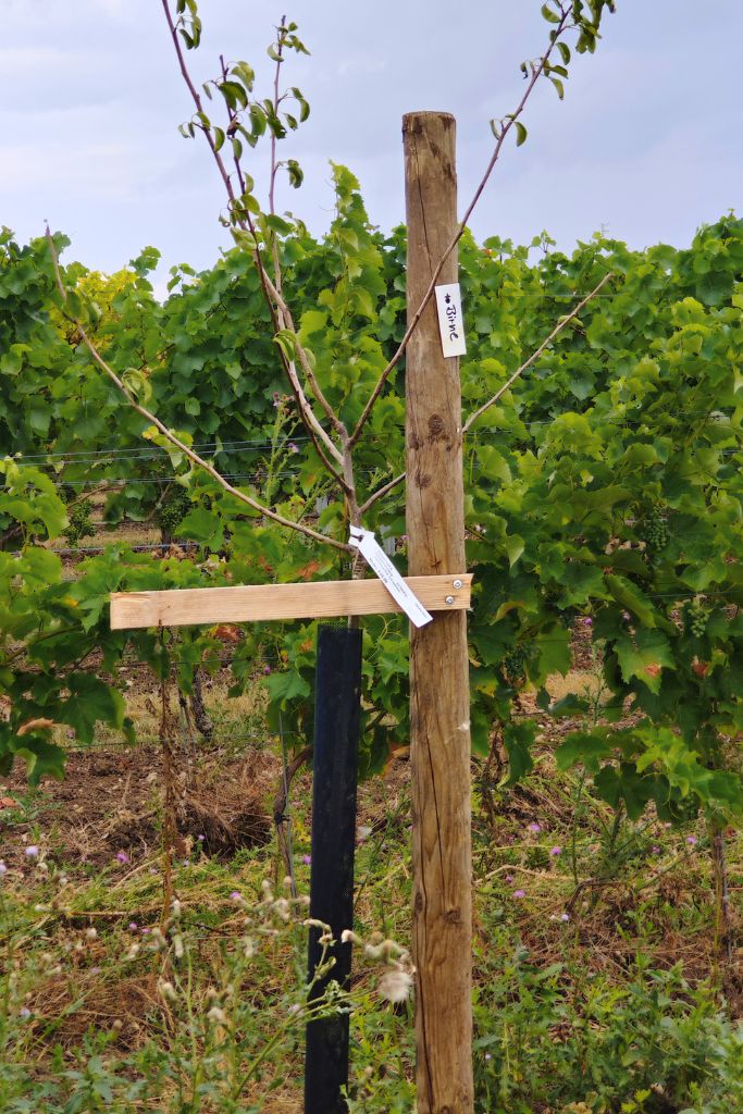 Elternschaft Birnenbaum