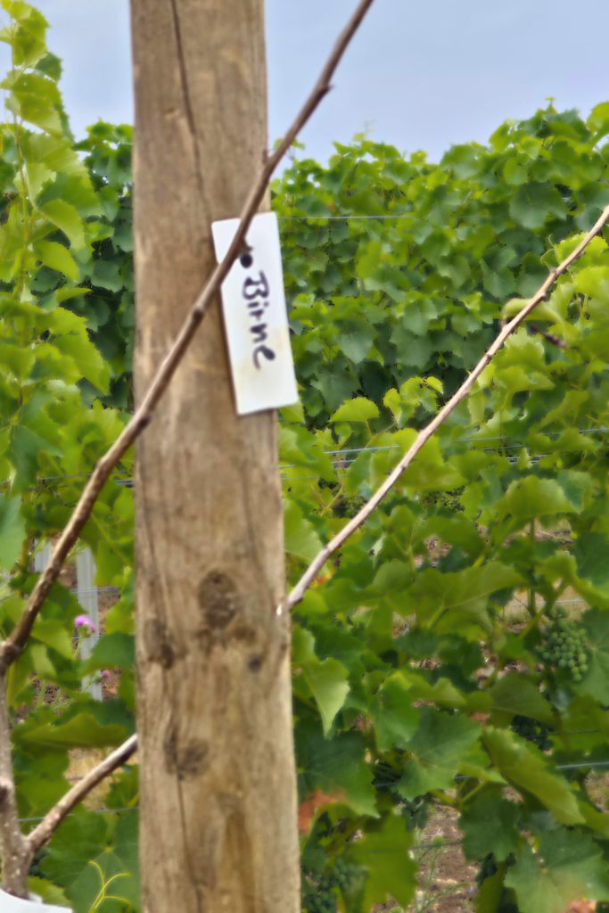 Elternschaft Birnenbaum