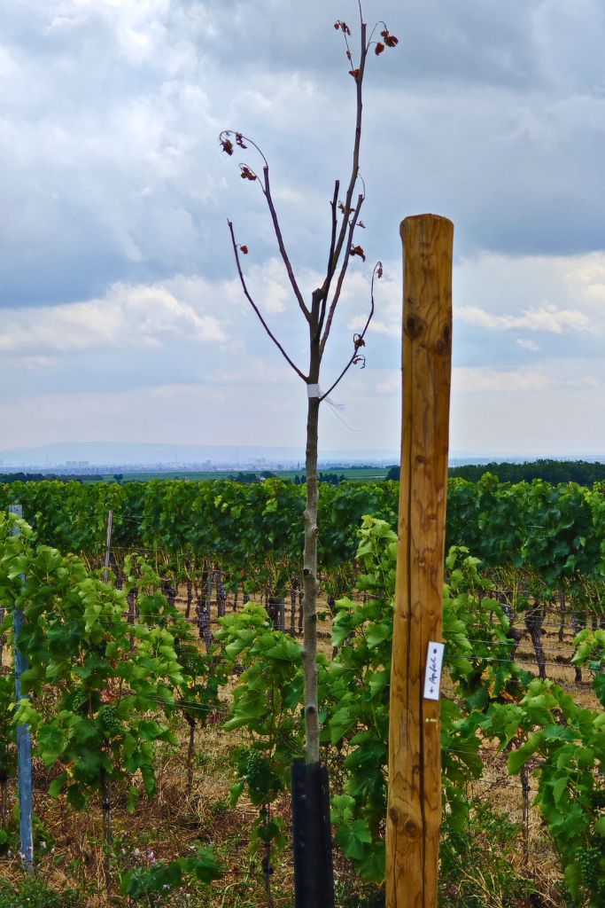 Elternschaft Apfelbaum