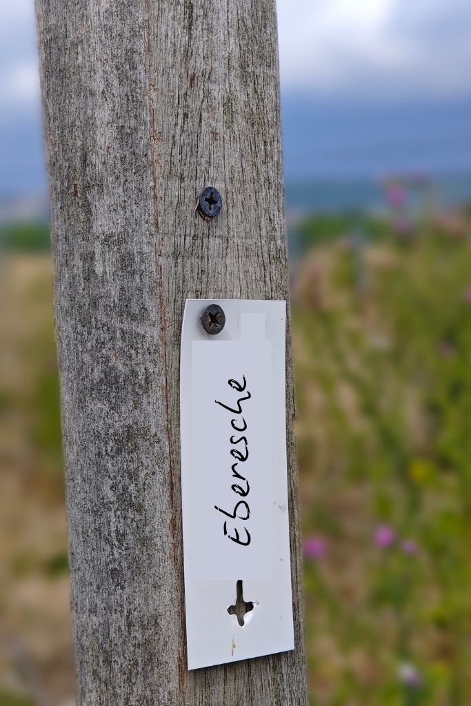 Elternschaft Eberesche